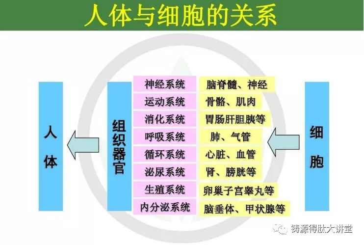 小分子肽的成效與作用 慢性病的“救星”