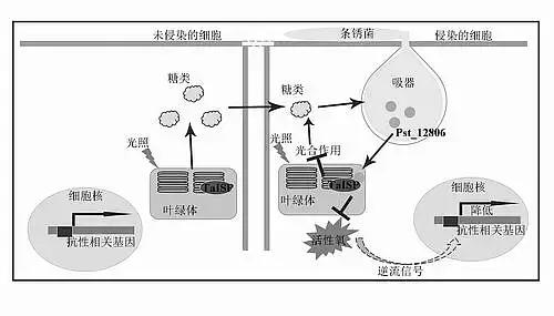 植物病毒原體如何檢測(cè)？檢測(cè)植物病毒體用來(lái)助力科研