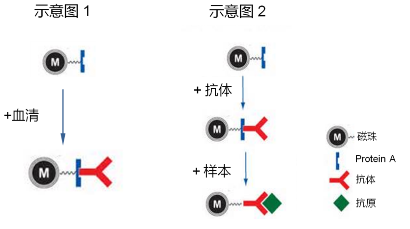 怎樣肯定抗體購(gòu)置渠道和品牌？