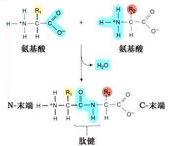 一個肽鍵叫二肽，兩個肽鍵叫什么（都說幾個肽鍵就叫幾肽）