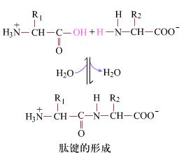 一個肽鍵叫二肽，兩個肽鍵叫什么（都說幾個肽鍵就叫幾肽）