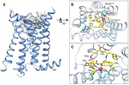 Science：解析MC4R的三維構(gòu)造，助力開(kāi)發(fā)治療抗瘦削新藥物