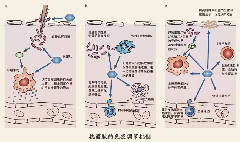 什么是抗菌肽？抗菌肽到底有哪些效果？