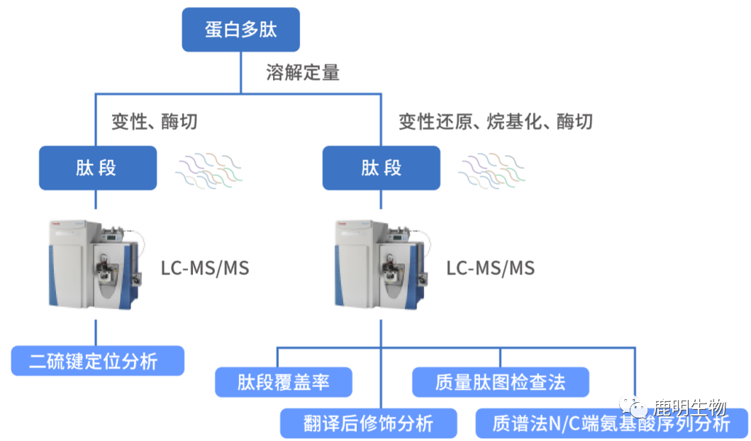 生物藥定性分析檢驗(yàn)（蛋白質(zhì)、多肽）、臨床醫(yī)學(xué)前DMPK科學(xué)研究及微生物剖析、生物藥