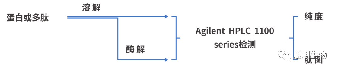 生物藥定性分析檢驗(yàn)（蛋白質(zhì)、多肽）、臨床醫(yī)學(xué)前DMPK科學(xué)研究及微生物剖析、生物藥