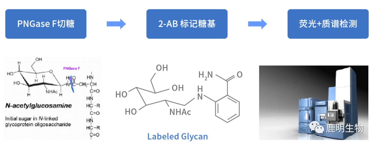 生物藥定性分析檢驗(yàn)（蛋白質(zhì)、多肽）、臨床醫(yī)學(xué)前DMPK科學(xué)研究及微生物剖析、生物藥