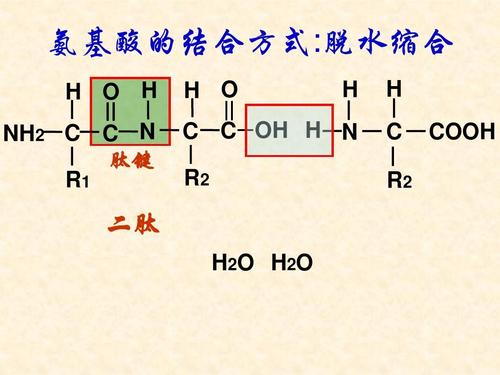 和大家談?wù)勲逆I與氨基酸的關(guān)系