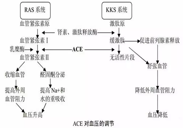 多肽類的功效有哪些，人們?cè)缫寻l(fā)現(xiàn)的多肽類功效