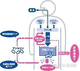 鵝肌肽如何降低尿酸？