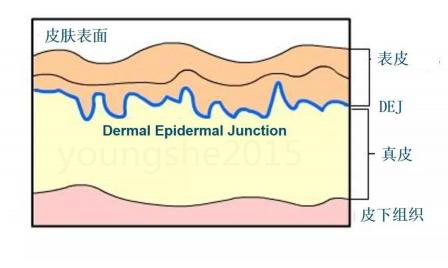 德國巴斯夫發(fā)現(xiàn)：乙?；碾?11和乙?；碾?9的化合物在3個星期內(nèi)突出降低臉部皺紋