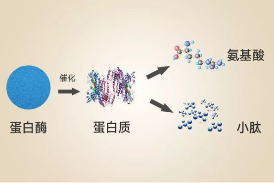 多肽的副作用是什么？多肽對皮膚有有副作用嗎？