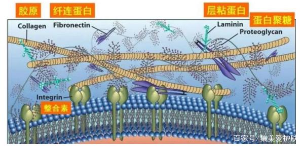 六肽-9，可麗肽，可麗素屬于修復(fù)性多肽