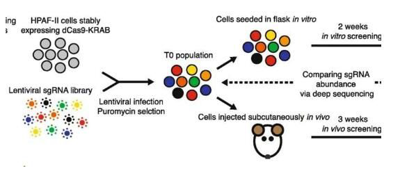 揭密lncRNAs在胰腺癌發(fā)生全過程中所扮演的重要角色