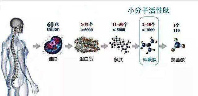 肽科普 · 肽類藥物的定義和特點(diǎn)