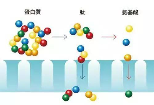 肽科普 · 肽類藥物的定義和特點(diǎn)