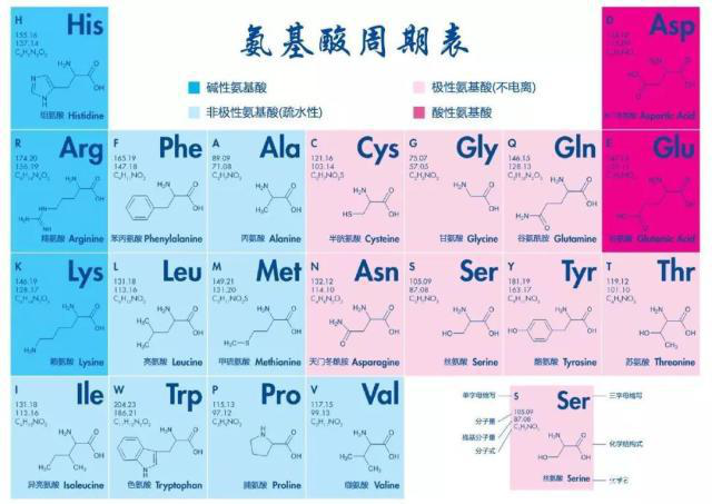 多肽的基本組成單位，氨基酸的結(jié)構(gòu)與分類