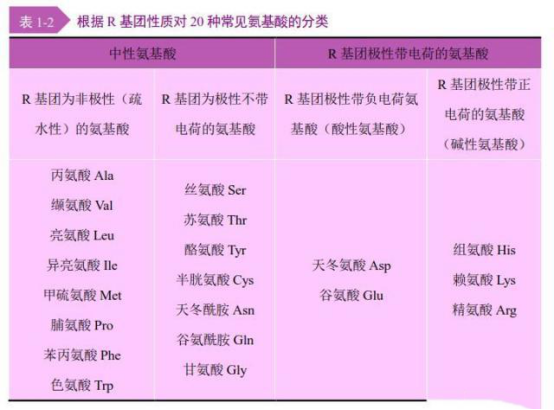 多肽的基本組成單位，氨基酸的結(jié)構(gòu)與分類