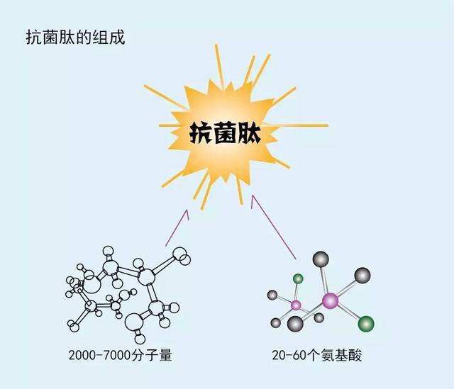 什么是抗菌肽？那么抗菌肽又有什么作用？