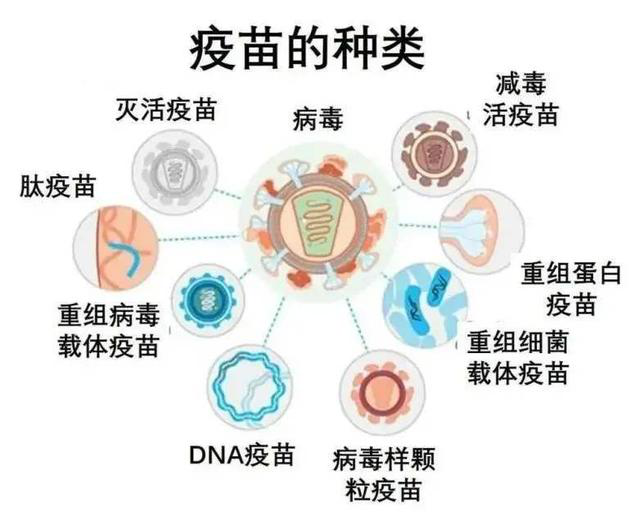 乙肝蛋白/肽或活載體開發(fā)和全球科學(xué)家面臨的難點