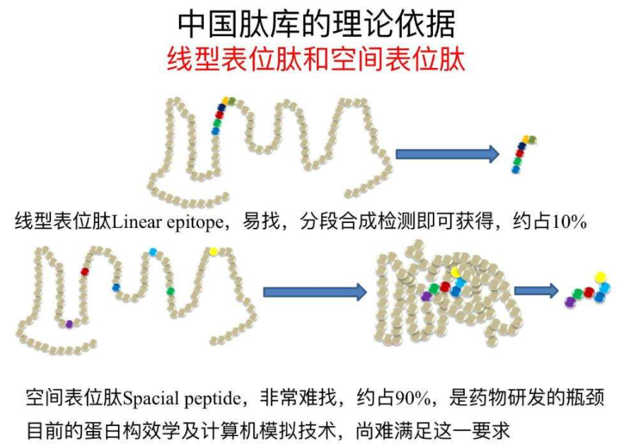 肽庫是什么？肽庫有什么作用？