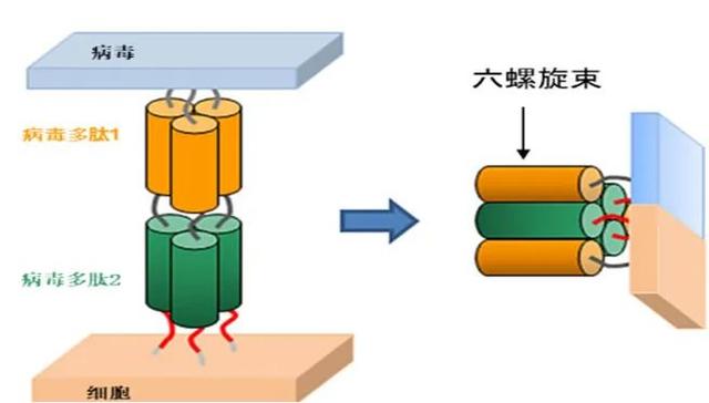 多肽藥物：阻斷病毒進出細胞的“門將”