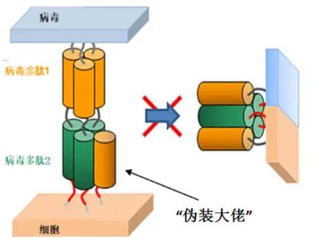 多肽藥物：阻斷病毒進出細胞的“門將”