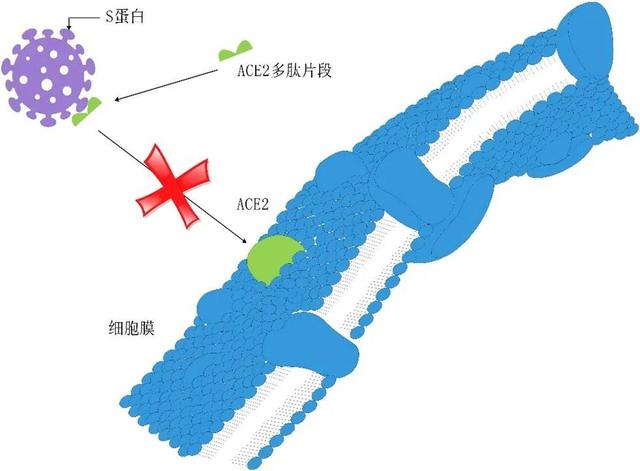 多肽藥物：阻斷病毒進出細胞的“門將”