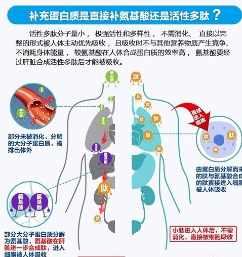 活性多肽與人們身心健康，你了解多少！