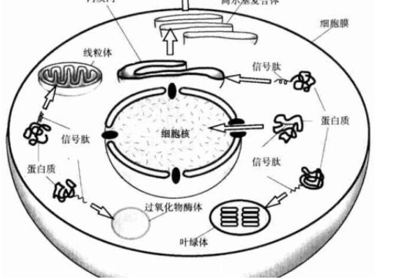 抗衰老三巨頭之多肽，類型多到爆炸，到底該怎么選呢？