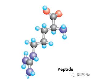 多肽對(duì)皮膚有什么作用？什么樣的多肽護(hù)膚品最有效？
