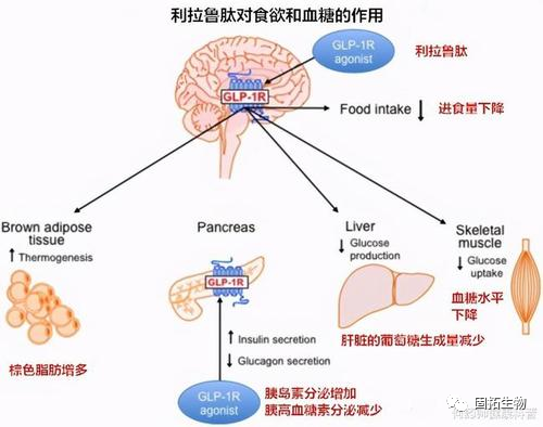 蘇氨酸-對接法之先修飾后聯(lián)接合成利拉魯肽