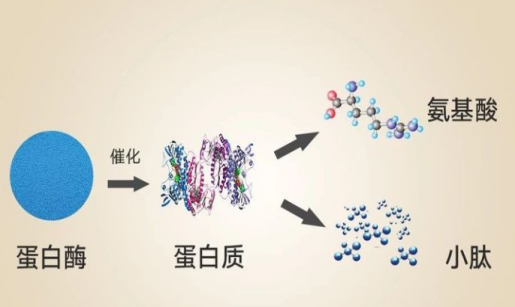 蛋白質(zhì)和小分子肽哪一個更有用？