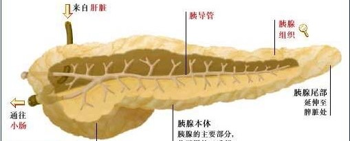 帕西瑞肽可防止手術(shù)后胰瘺，你知道嗎？