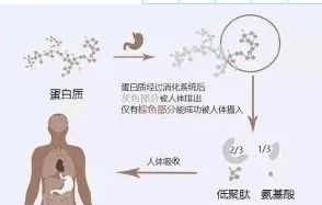 揭密小分子肽能夠治療腫瘤的叫法—千萬別受騙上當(dāng)！