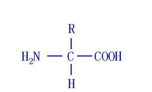 氨基酸的歸類、特性與運(yùn)用