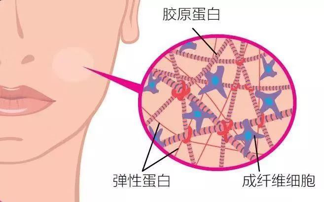 氨基酸的歸類、特性與運(yùn)用