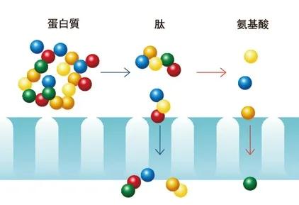 重大成果！金礦石力小分子肽——刷新傳統(tǒng)式癌癥治療