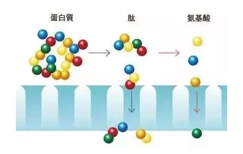 為何許多的人喝肽？畢竟肽有這四大優(yōu)點