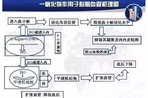 固拓生物—小分子肽對血管的重要功效！