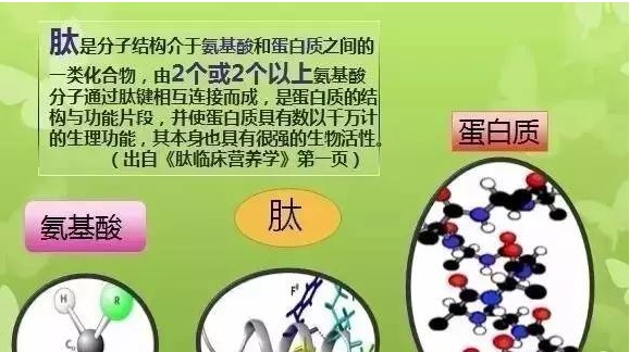 小分子肽與蛋白的差別小分子肽與氨基酸的差別