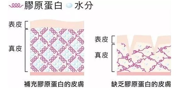 膠原蛋白是啥?？為什么說(shuō)它很重要？本文給大家答案