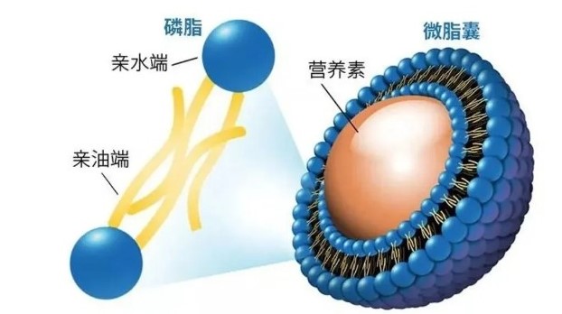 肽類護(hù)膚盛行 ，愛美麗的小公舉你對“肽”掌握是多少？