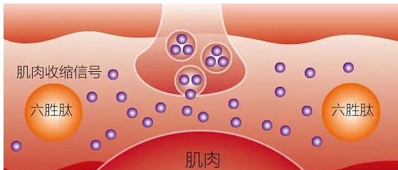 歲月不饒人，全膚質(zhì)都可以用的抗衰老成份——多肽