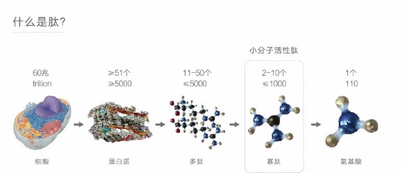 多肽 ，對身體有哪些好處？你知道多少