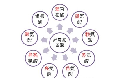 氨基酸講解教你怎樣獲得優(yōu)質(zhì)蛋白質(zhì)？