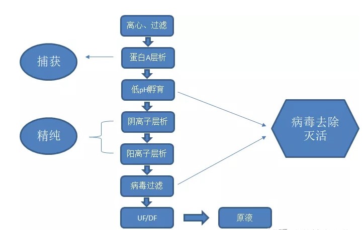 如何提高抗體純化高效率？?今日聊一聊離心、過(guò)濾