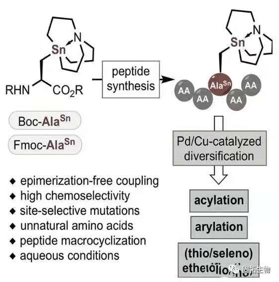 多肽功能化的選擇性修飾