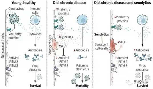 在臨床前動(dòng)物中，抗衰老藥物可降低冠狀病毒相關(guān)的死亡率