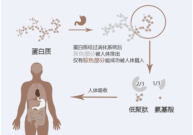 怎樣進(jìn)行蛋白質(zhì)保存？?你了解多少？