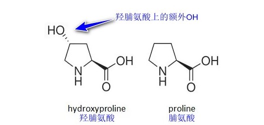 3種典型性氨基酸在膠原蛋白生成中的功效